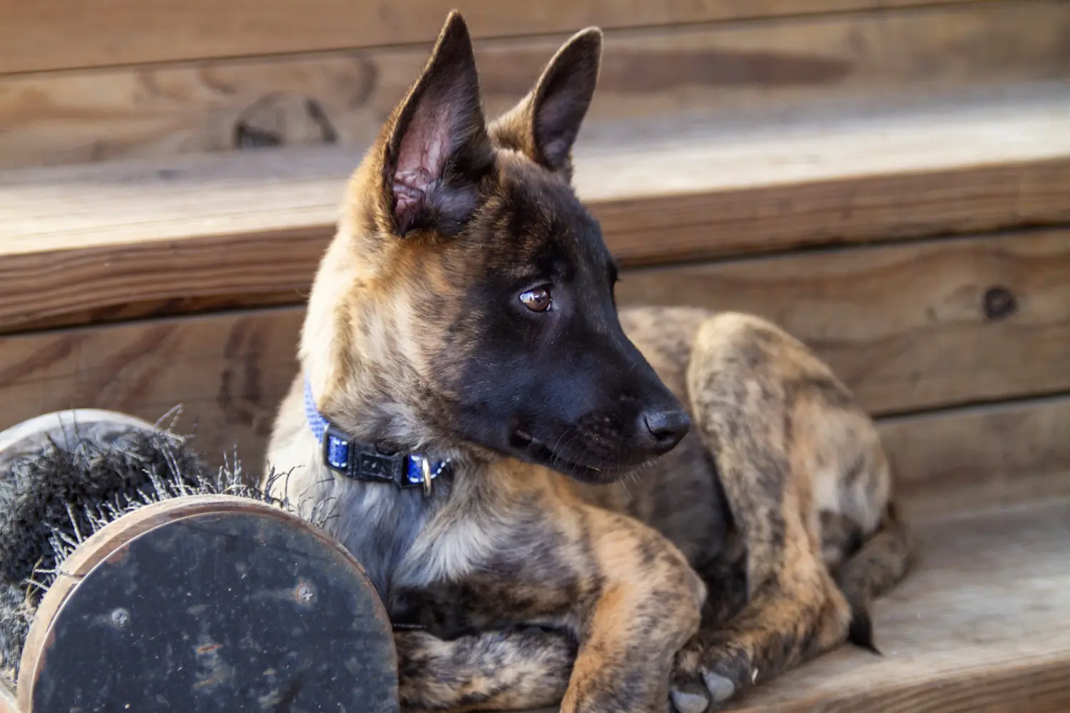 Buying a Hollandse Herdershond puppy means taking responsibility! Buy Hollandse Herdershond puppies.