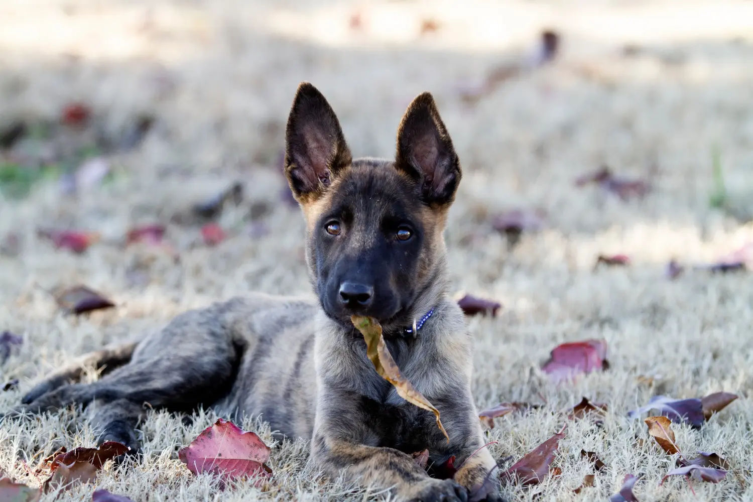 Buying a Hollandse Herdershond puppy means taking responsibility! Buy Hollandse Herdershond puppies.