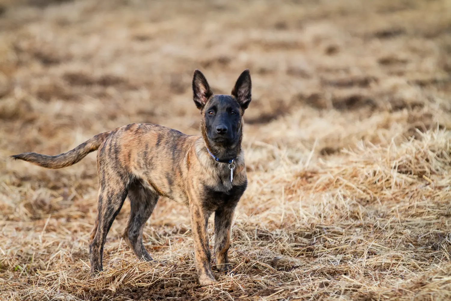 Buying a Hollandse Herdershond puppy means taking responsibility! Buy Hollandse Herdershond puppies.