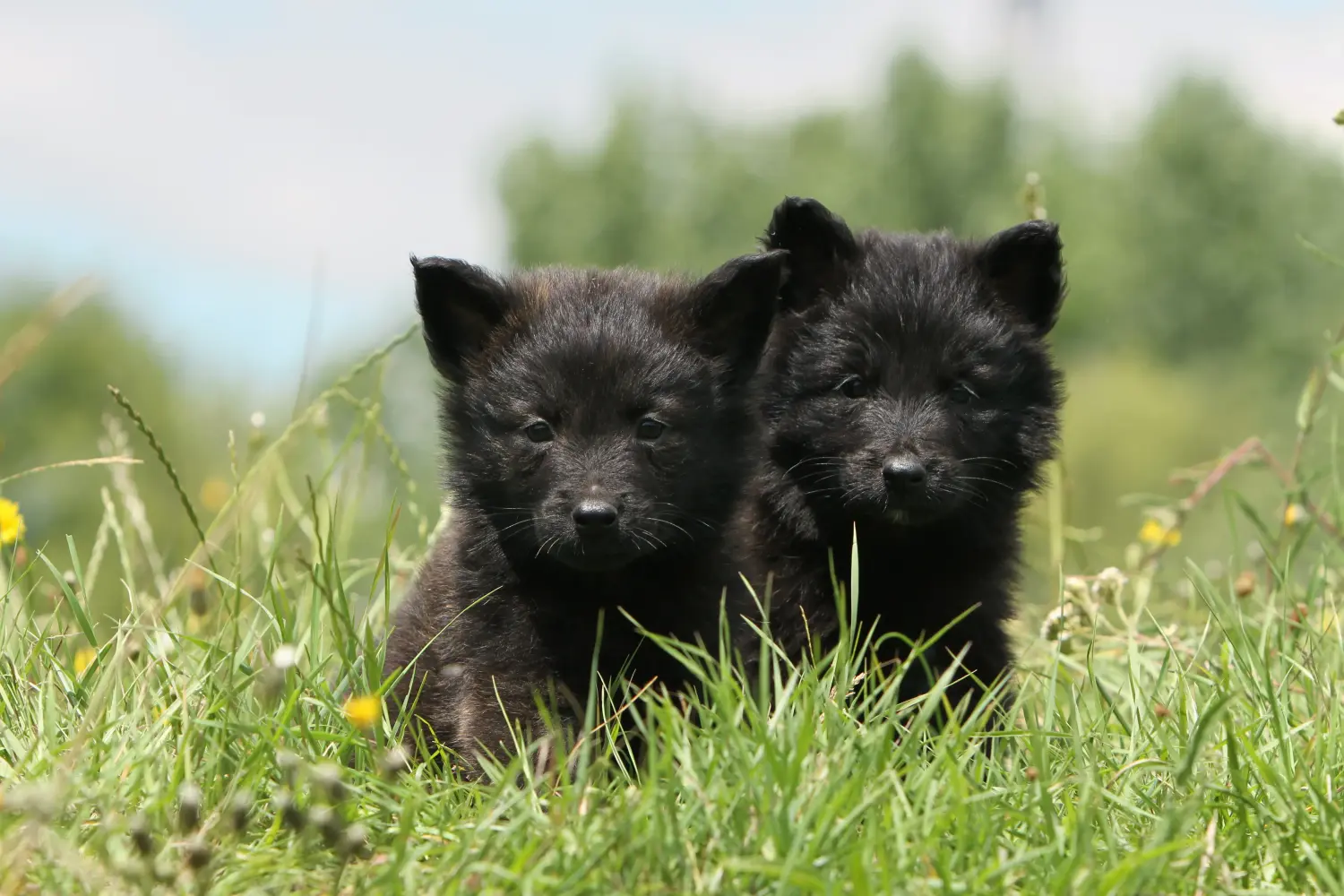 Buying a Hollandse Herdershond puppy means taking responsibility! Buy Hollandse Herdershond puppies.