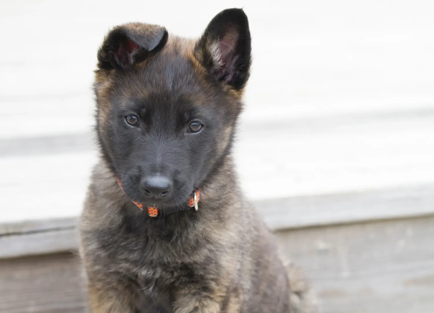 Buying a Hollandse Herdershond puppy means taking responsibility! Buy Hollandse Herdershond puppies.