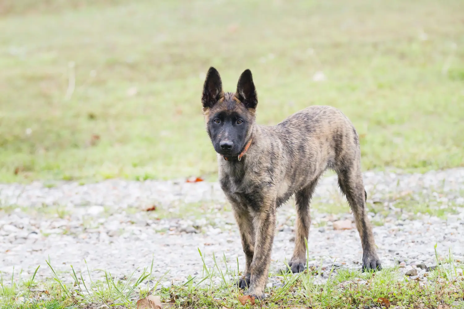 Buying a Hollandse Herdershond puppy means taking responsibility! Buy Hollandse Herdershond puppies.