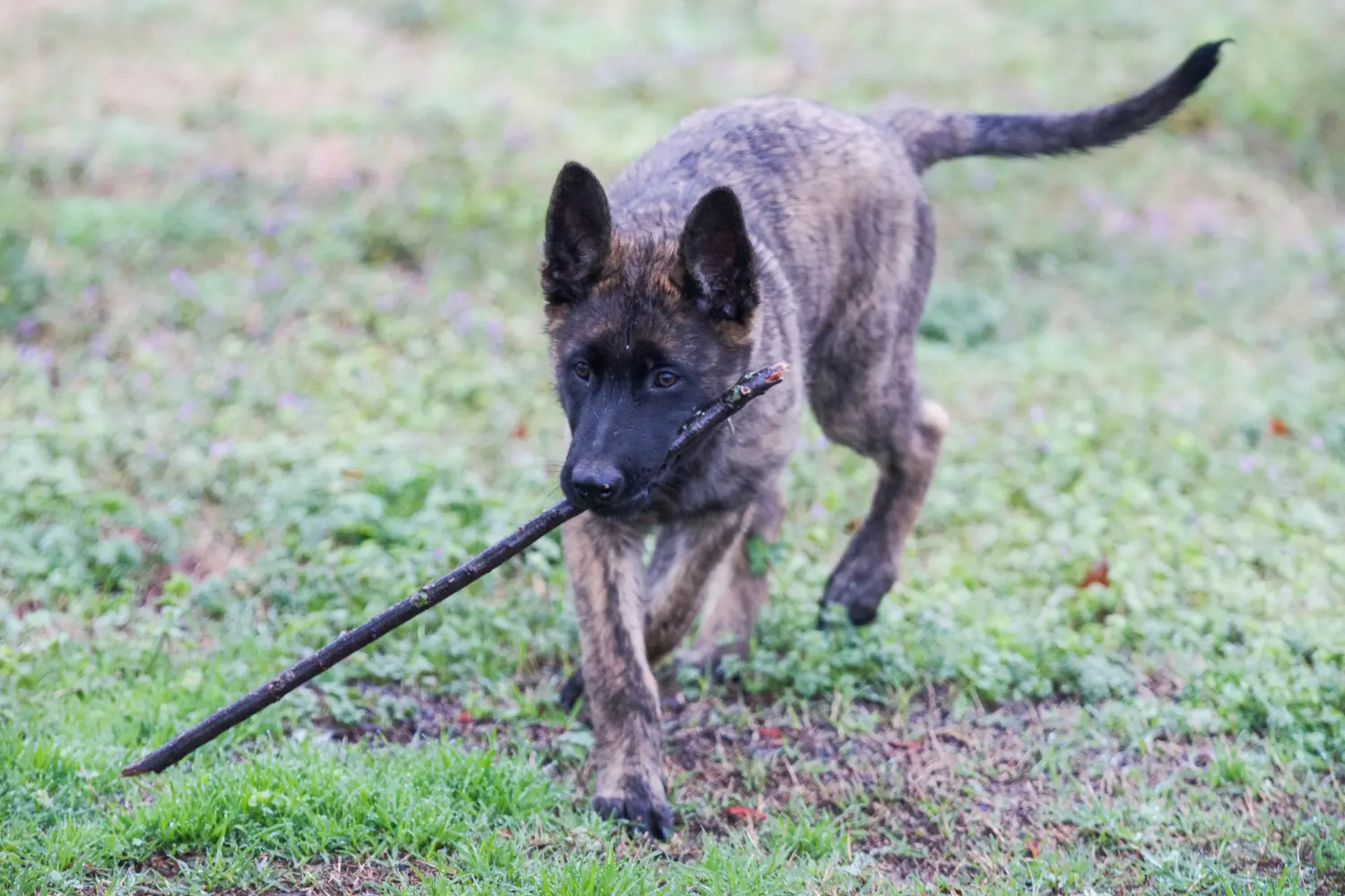 Buying a Hollandse Herdershond puppy means taking responsibility! Buy Hollandse Herdershond puppies.