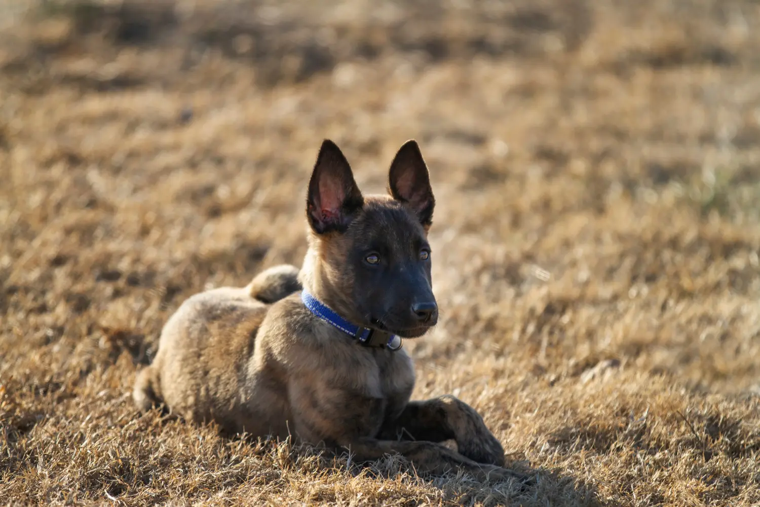 Buying a Hollandse Herdershond puppy means taking responsibility! Buy Hollandse Herdershond puppies.