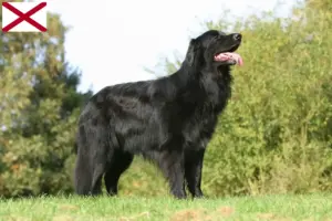 Read more about the article Hovawart breeders and puppies in Alabama