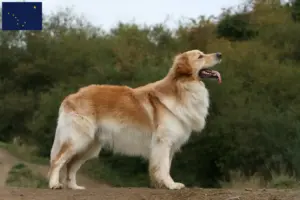 Read more about the article Hovawart breeders and puppies in Alaska