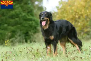 Read more about the article Hovawart breeders and puppies in Arizona