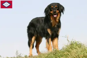 Read more about the article Hovawart breeders and puppies in Arkansas