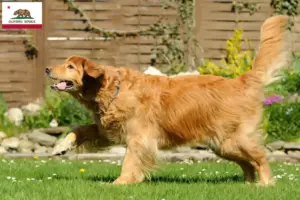 Read more about the article Hovawart breeders and puppies in California