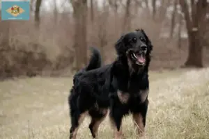 Read more about the article Hovawart breeders and puppies in Delaware