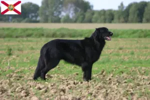 Read more about the article Hovawart breeders and puppies in Florida