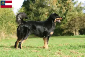 Read more about the article Hovawart breeders and puppies in Georgia