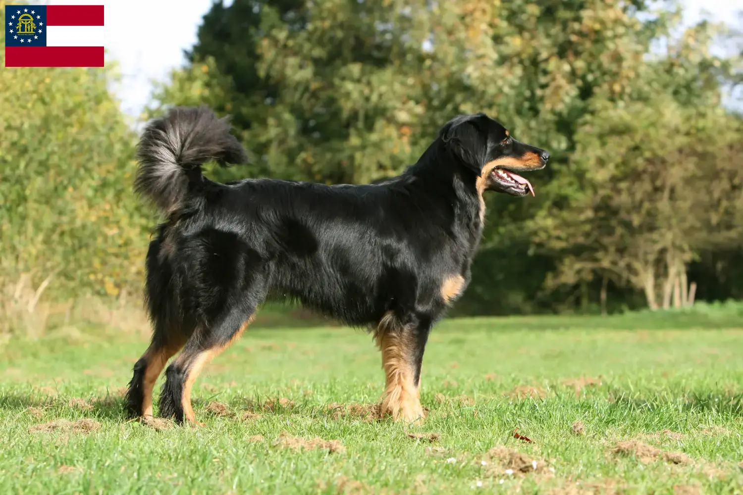 Hovawart puppies and breeder Georgia Here you can find Hovawarts breeders in Georgia.
