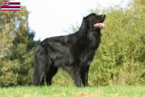 Read more about the article Hovawart breeders and puppies in Hawaii