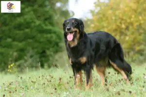 Read more about the article Hovawart breeders and puppies in Illinois