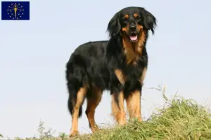 Read more about the article Hovawart breeders and puppies in Indiana