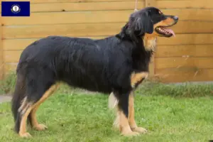 Read more about the article Hovawart breeders and puppies in Kentucky