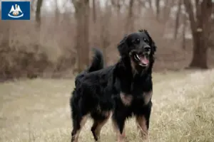 Read more about the article Hovawart breeders and puppies in Louisiana