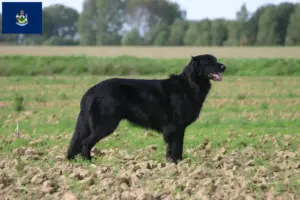 Read more about the article Hovawart breeders and puppies in Maine