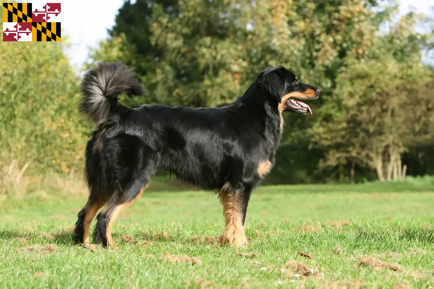 Hovawart puppies and breeder Maryland Find Hovawarts breeders in Maryland.