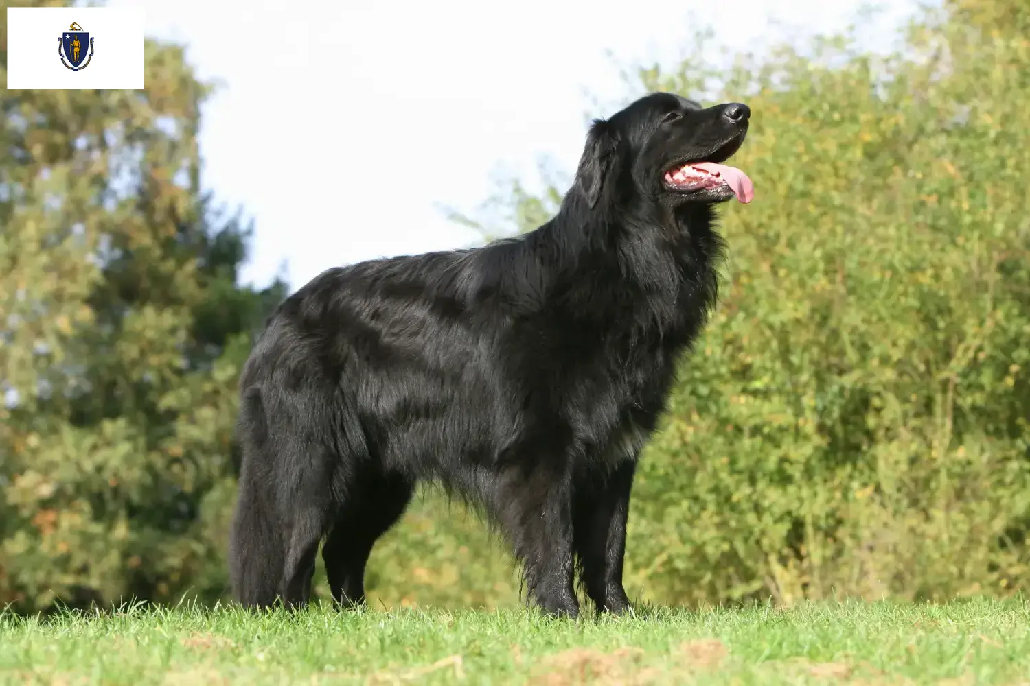 Hovawart puppies and breeders Massachusetts Find Hovawarts breeders in Massachusetts.
