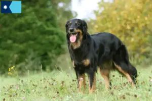 Read more about the article Hovawart breeders and puppies in Minnesota