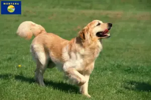 Read more about the article Hovawart breeders and puppies in Montana