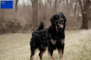 Read more about the article Hovawart breeders and puppies in Nevada