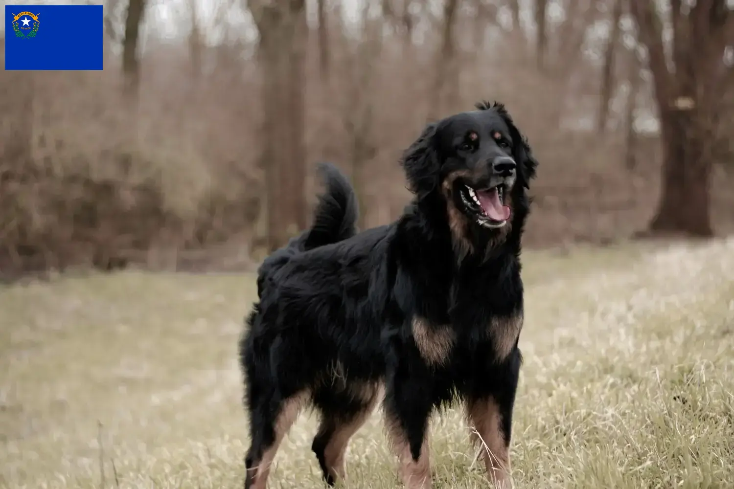 Hovawart puppies and breeder Nevada Find Hovawarts breeders in Nevada.