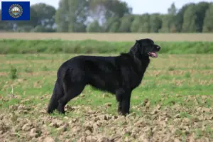 Read more about the article Hovawart breeders and puppies in New Hampshire