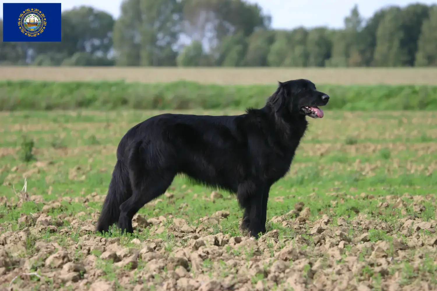Hovawart puppies and breeders New Hampshire Find Hovawart breeders in New Hampshire.
