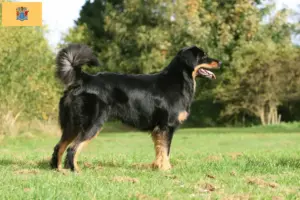 Read more about the article Hovawart breeders and puppies in New Jersey