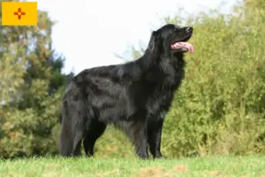 Read more about the article Hovawart breeders and puppies in New Mexico