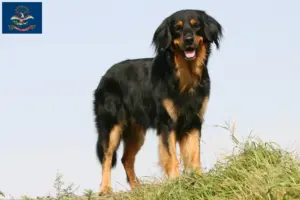 Read more about the article Hovawart breeders and puppies in North Dakota