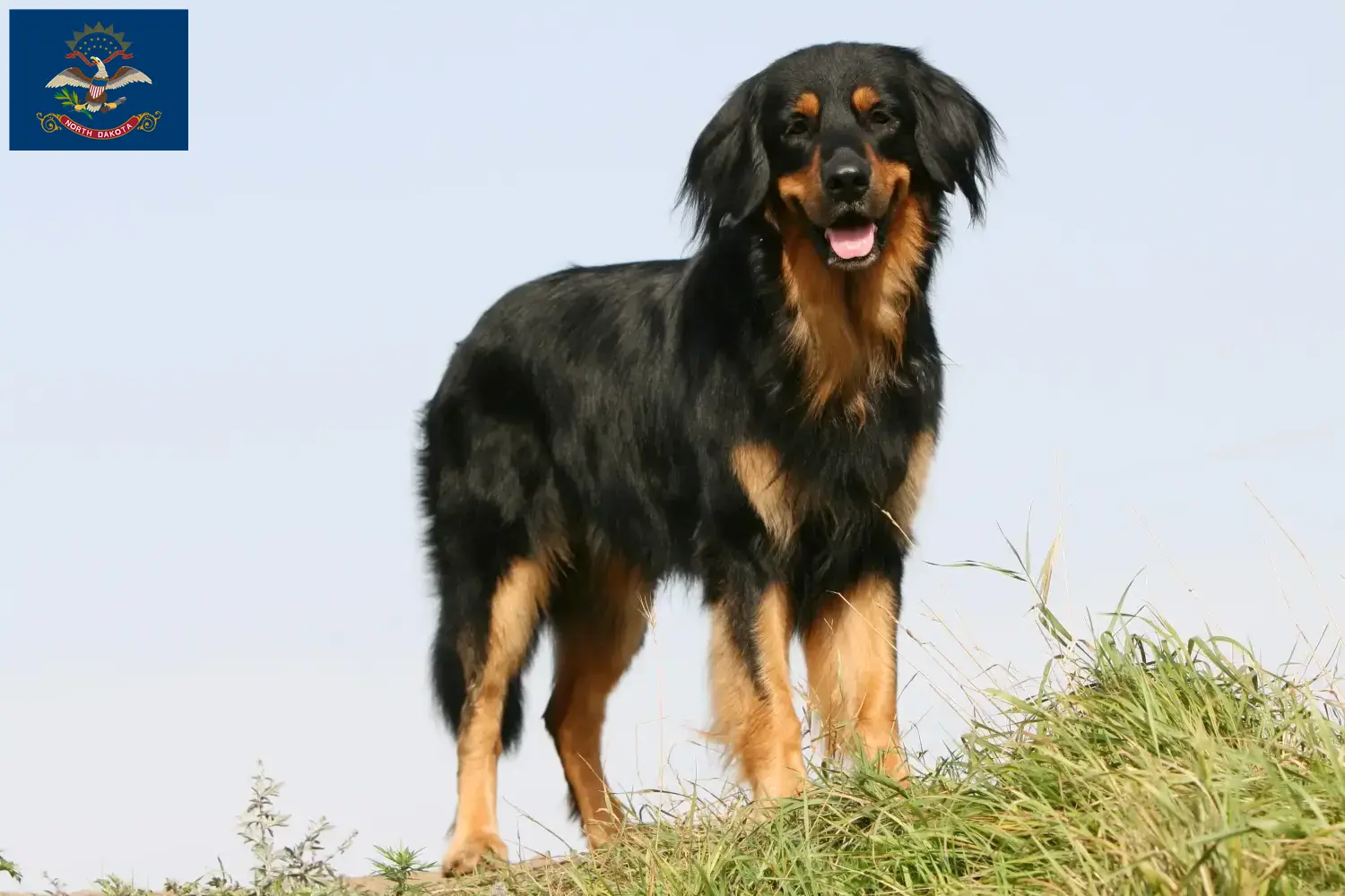 Hovawart puppies and breeders North Dakota Here you can find Hovawarts breeders in North Dakota.