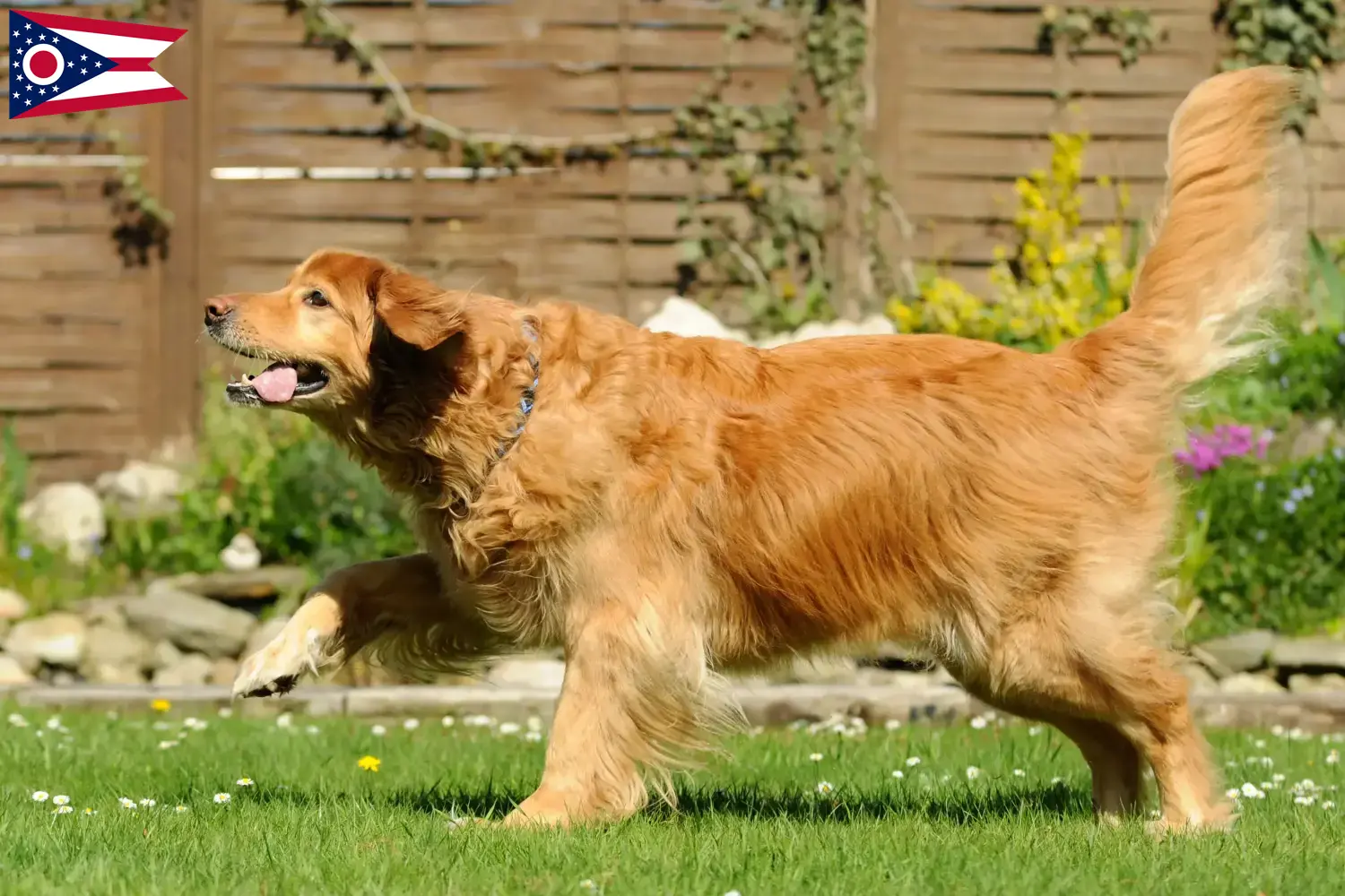 Hovawart puppies and breeder Ohio Find Hovawarts breeders in Ohio.