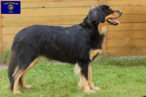 Read more about the article Hovawart breeders and puppies in Oregon