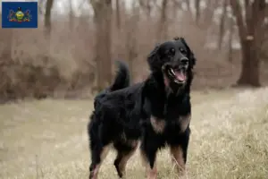 Read more about the article Hovawart breeders and puppies in Pennsylvania