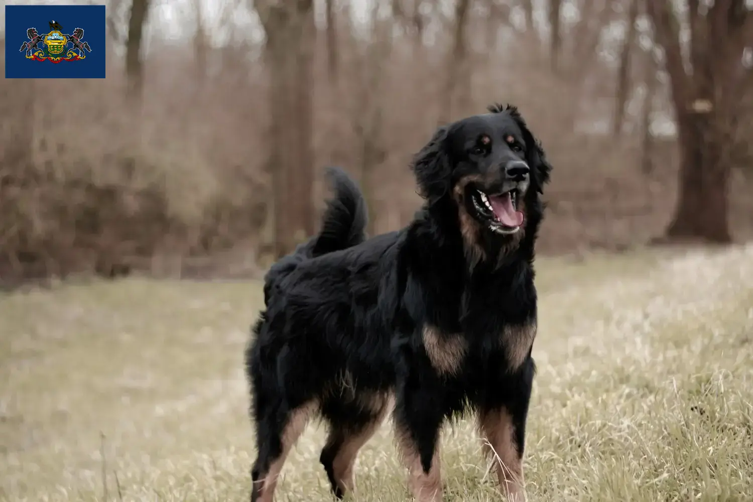 Hovawart puppies and breeders Pennsylvania Find Hovawart breeders in Pennsylvania.