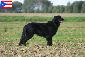 Read more about the article Hovawart breeders and puppies in Puerto Rico