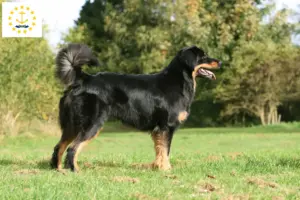 Read more about the article Hovawart breeders and puppies in Rhode Island