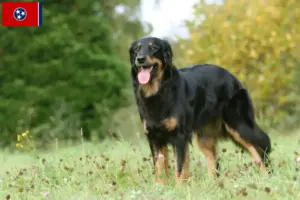 Read more about the article Hovawart breeders and puppies in Tennessee