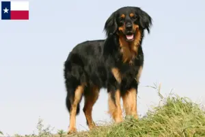 Read more about the article Hovawart breeders and puppies in Texas