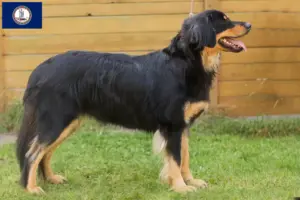 Read more about the article Hovawart breeders and puppies in Virginia