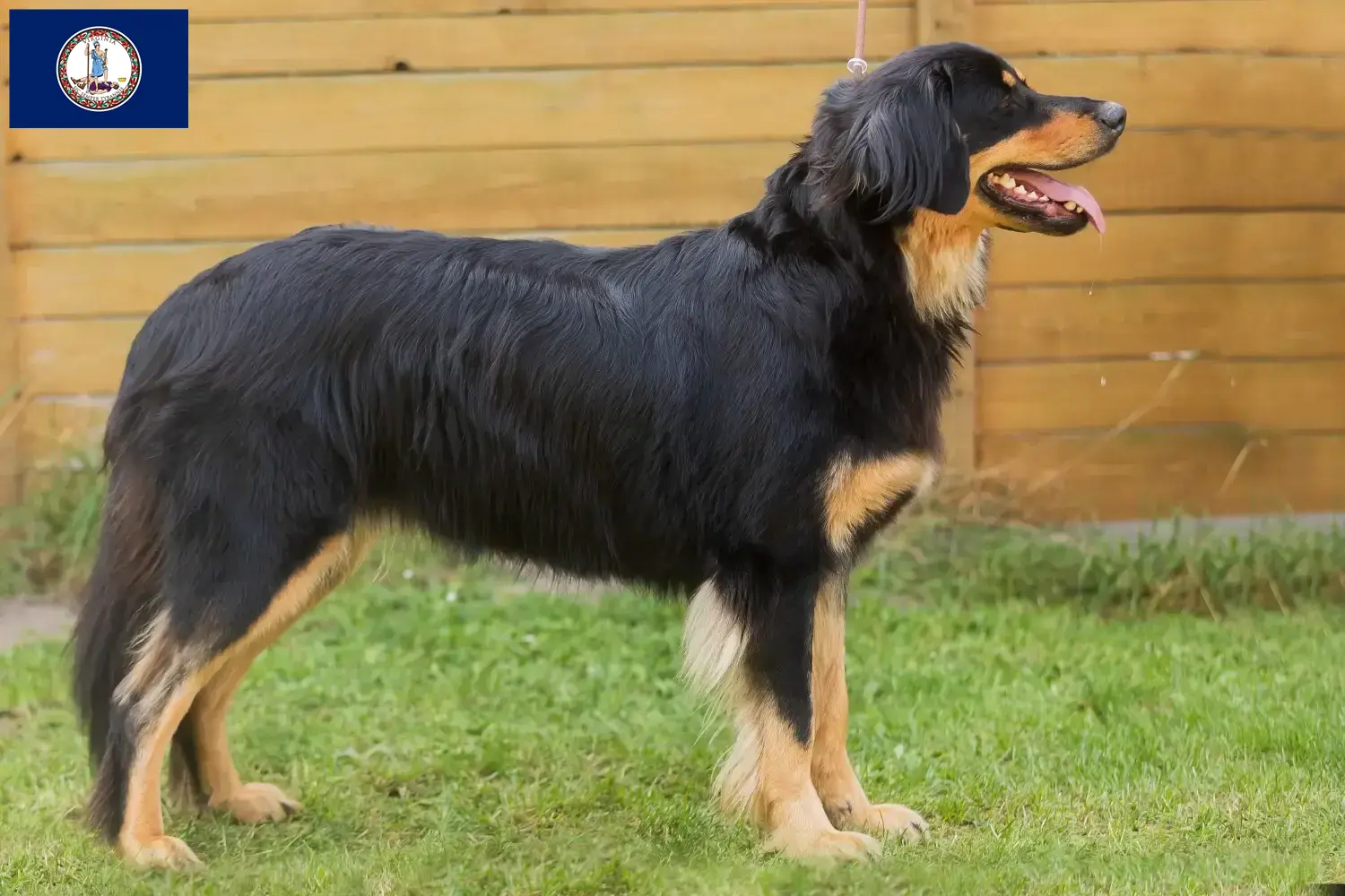 Hovawart puppies and breeder Virginia Find Hovawarts breeders in Virginia.