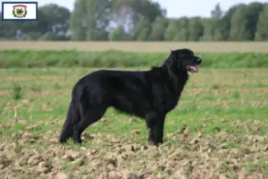 Read more about the article Hovawart breeders and puppies in West Virginia