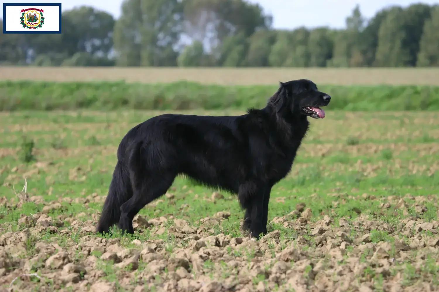 Read more about the article Hovawart breeders and puppies in West Virginia