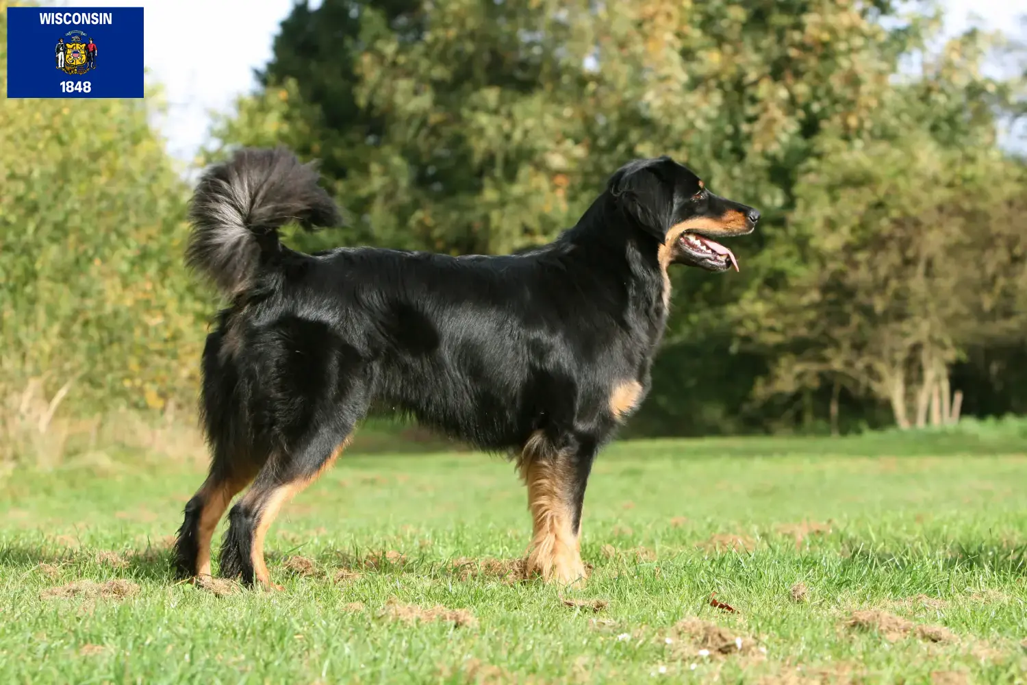 Read more about the article Hovawart breeders and puppies in Wisconsin