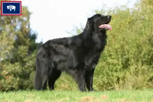 Read more about the article Hovawart breeders and puppies in Wyoming