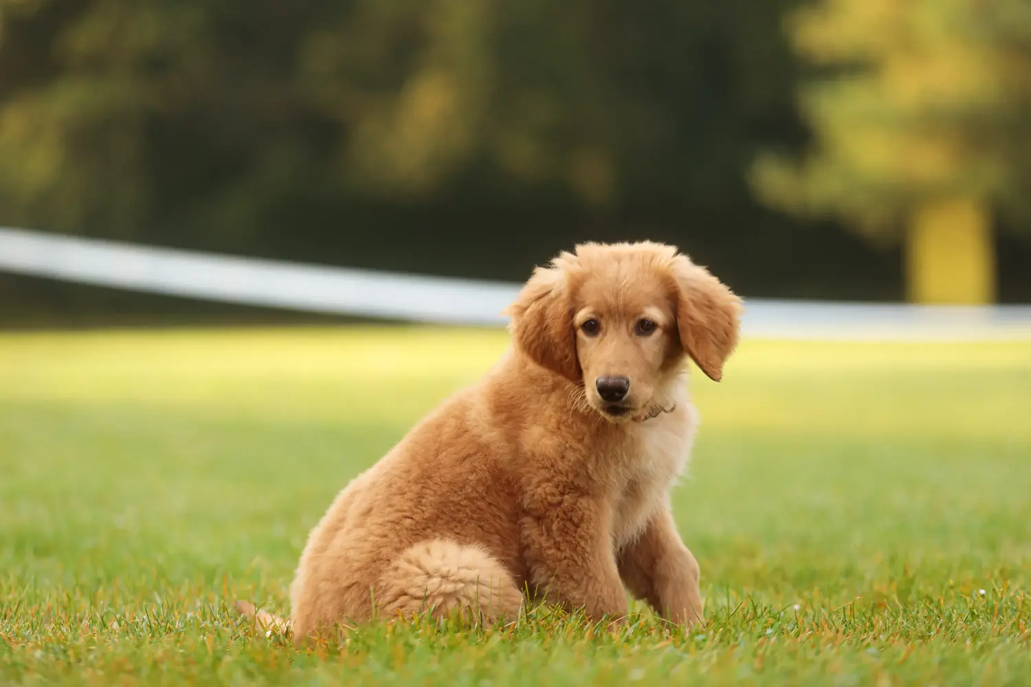 Buying a Hovawart puppy means taking responsibility! Buy Hovawart puppies.